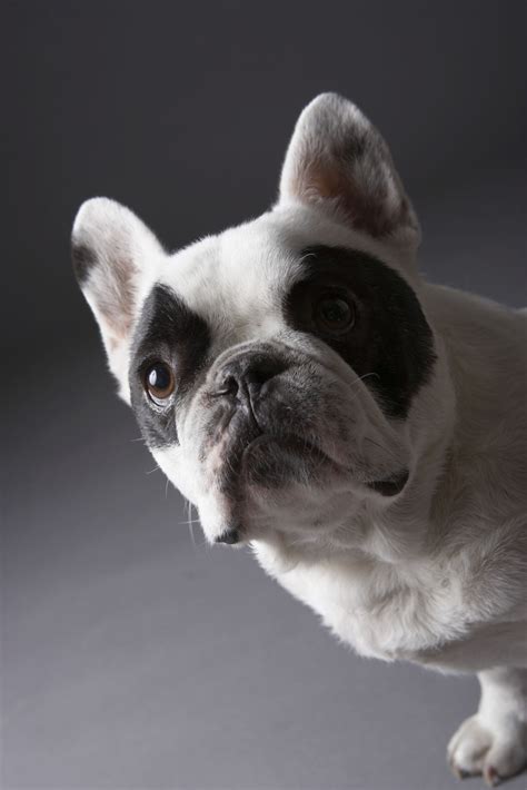 Elongated soft palate is only one of a few bully upper airway anatomical abnormalities named brachycephalic airway syndrome, (bas) the other ones are stenotic nares, hypoplastic trachea, and everted laryngeal saccules. University of Illinois Pet Health: Cleft palate can affect ...
