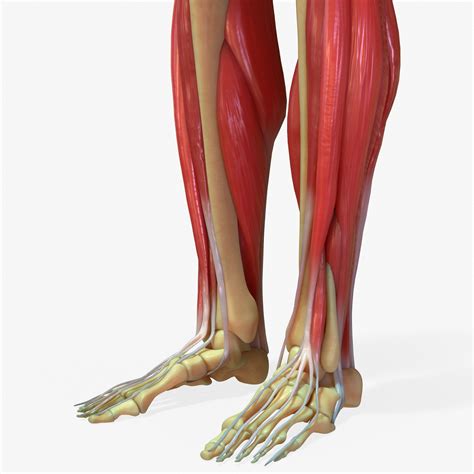 3d Model Human Legs Muscle Bone Anatomy Cgtrader