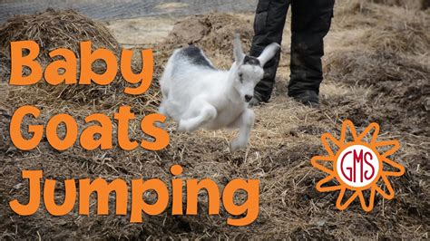 Baby Goats Jumping Youtube