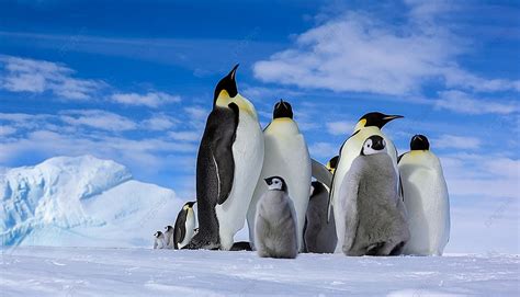 남극 펭귄 펭귄 빙산 남극 배경 일러스트 및 사진 무료 다운로드 Pngtree