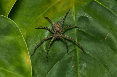 The 5 Biggest Spiders In California