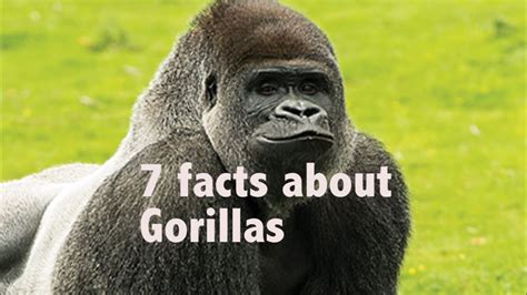 7 Facts About Gorillas Youtube