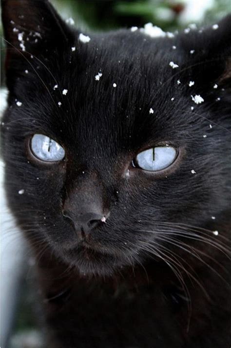 They look as if he has the entire universe in his eyes. Blue-eyed black cat. | Cats and Kittens | Pinterest | To ...