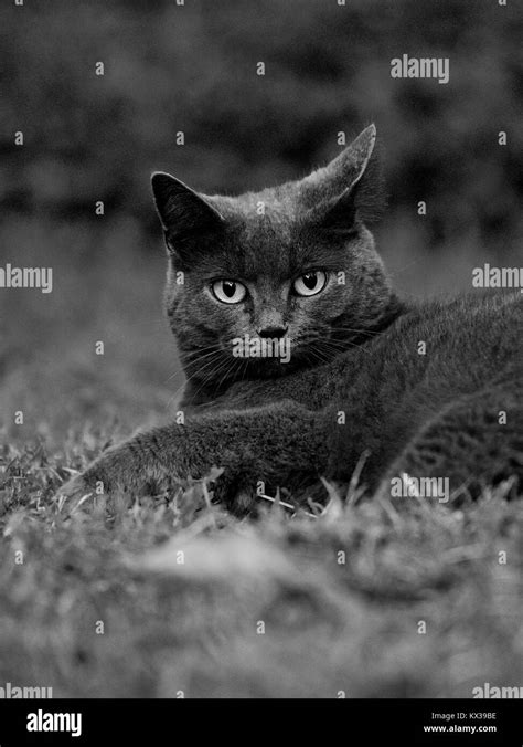 Ferrel Cat Adopted Stock Photo Alamy