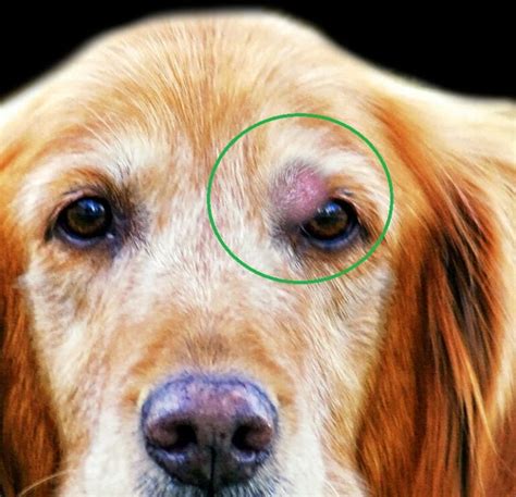 30 Pictures Of Dog Tumors And Cysts With Veterinarian Info