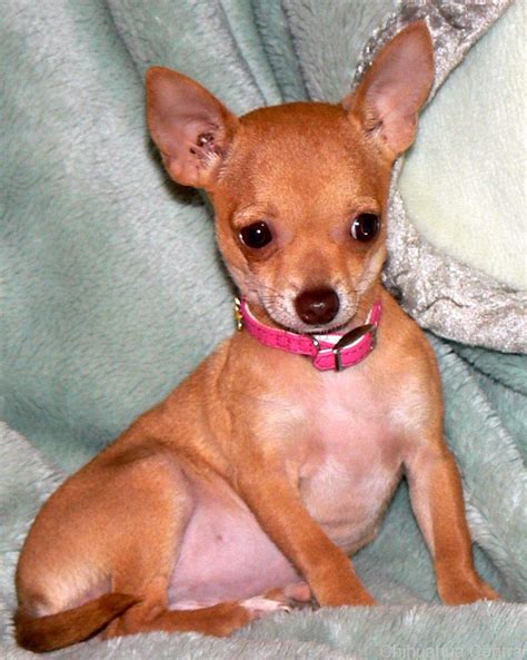 Different Kinds Of Chihuahua Breeds Pets Lovers