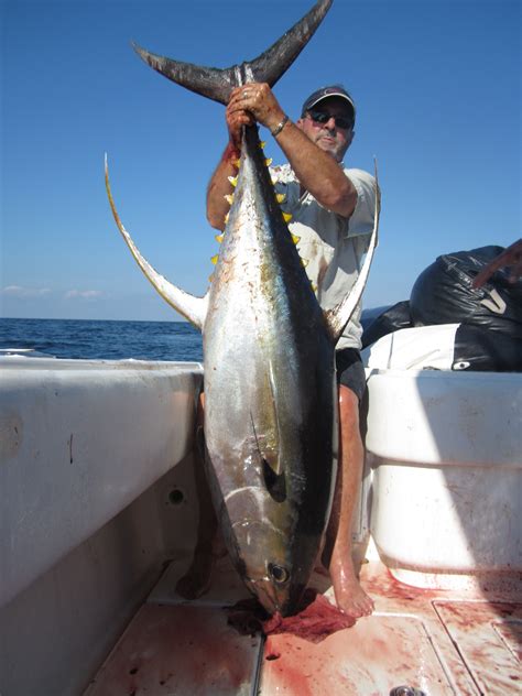 Trophy Yellowfin Tuna The Hull Truth Boating And Fishing Forum