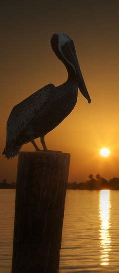 9 Best Pelican Images Beautiful Birds Birds Bird Pictures