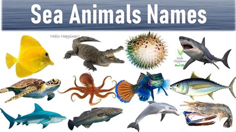 Sea Animals Name With Pictures Water Animals In English Aquatic