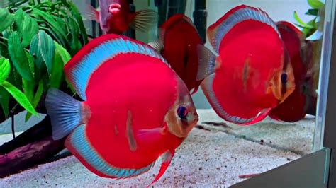 Blue Rim Red Cover Discus Fish Most Beautiful Super Red Discus