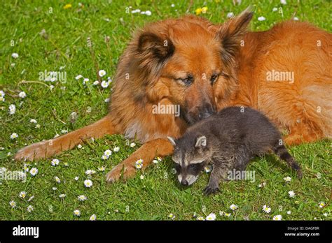 Common Raccoon Procyon Lotor Hand Raised Juvenile Raccoon Playing