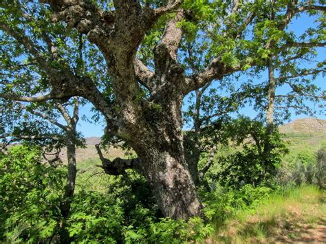 Carvalho Negral árvore Do Norte E Centro Do País Dicas De Jardinagem