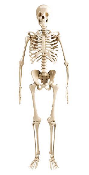 Esqueleto Humano Foto De Stock Y Más Banco De Imágenes De Esqueleto