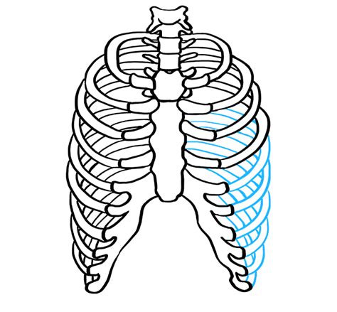 Rib Cage Anatomy Anatomy Rib Cage Anatomy Drawing Diagram They Are