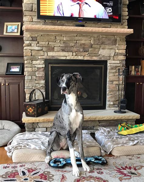 Great dane puppies for sale. Merle Great Dane Puppies Colorado - Animal Friends