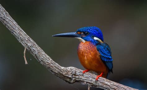 Blue Eared Kingfisher By Parag Kulkarni Kingfisher