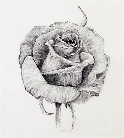 How To Draw A Rose With Pencil Simple