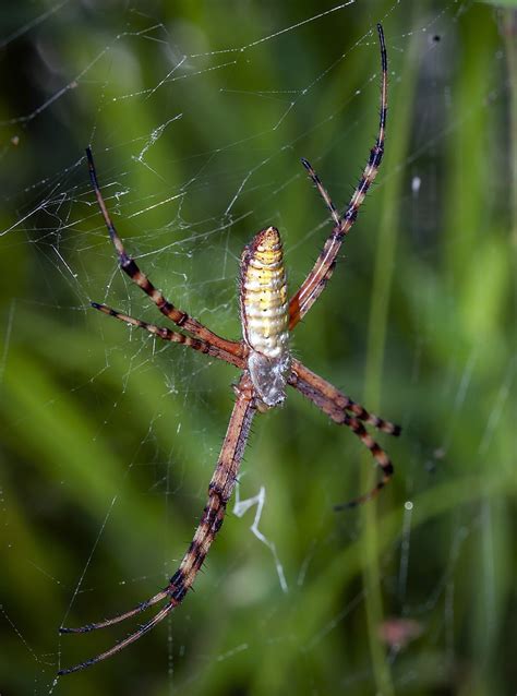 60 Common Spiders In Texas Pictures And Identification