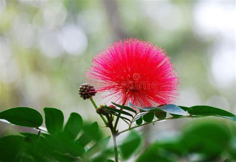 Australian Red Acacia Flower Stock Photo Image Of Detailed Colourful