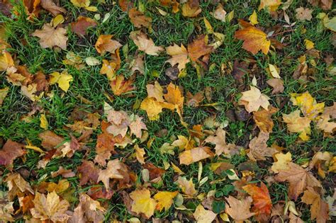 Fallen Golden Autumn Leaves On Green Grass Yellow Autumn Leaves On