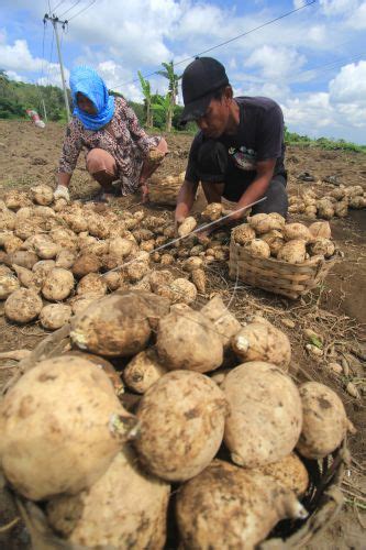 Panen Ubi Jalar Antara Foto