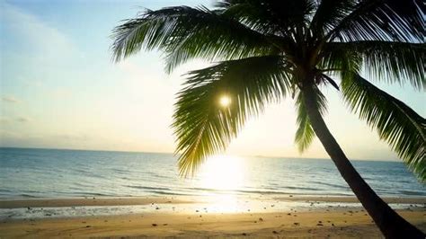 Sunset On The Beach With Coconut Tree By Aracrative Videohive