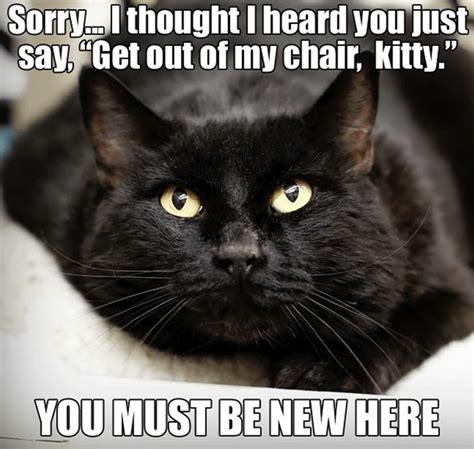 Las Mejores 112 Cat Negro Meme Armadynemx