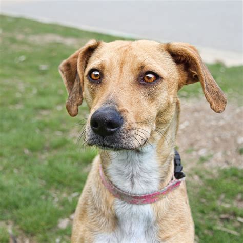 Nola Whippet Mix