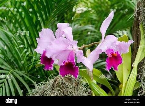 Cattleya Trianae Orchid A Beautiful Tropical Flower In A Natural