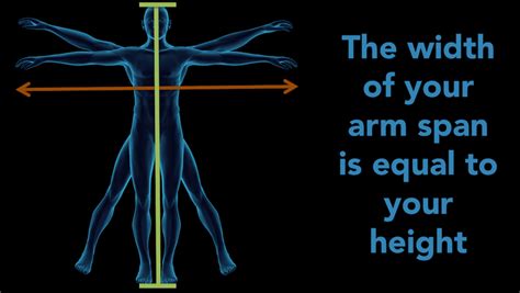 Width Of Your Arm Span Is Equal To Scientific Animations