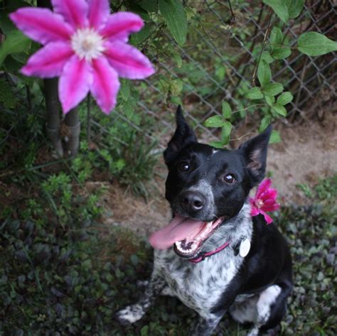 Pets For Adoption At Pacific Northwest Cattle Dog Rescue In Mount