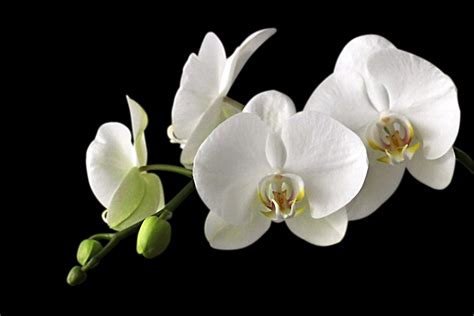 4 White Orchid Flowers Free Image Peakpx