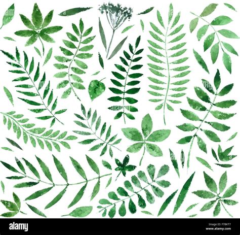 Collection Painted Watercolors Of Plants And Leaves Vector