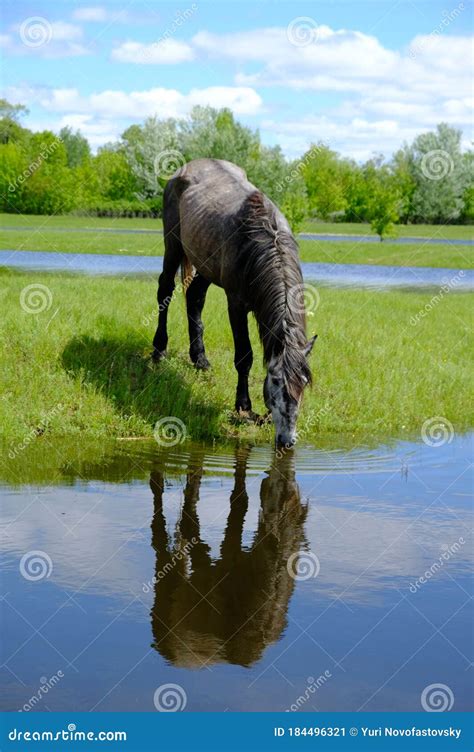 Horses Drinking On The Water Place Stock Image Image Of Green Pond