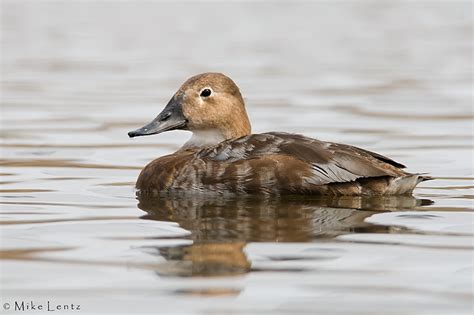 Canvasback Hen Photo Mike Lentz Nature Photography Photos At