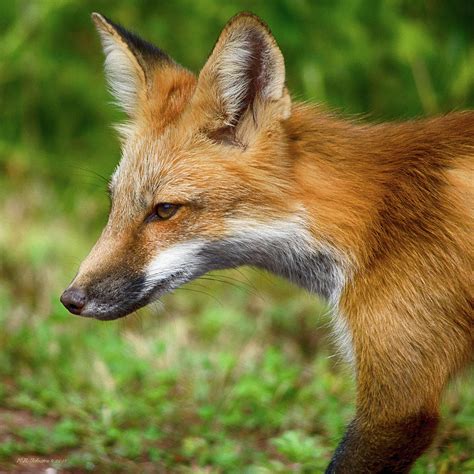Red Fox 2 Photograph By Wb Johnston Fine Art America