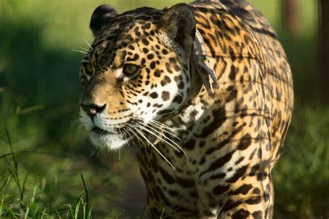 Official gear only at nflshop.com. Jaguars return to Iberá wetlands after 70-year absence ...