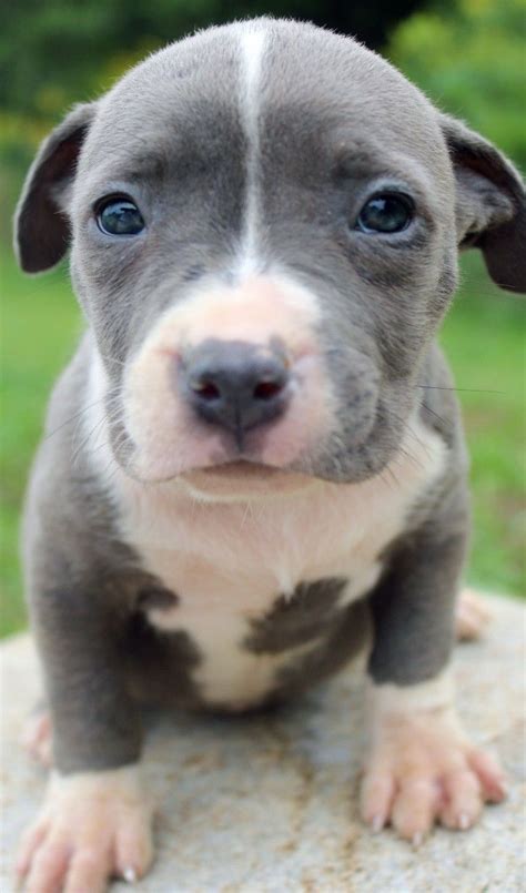 Pin On Blue Nose Pitbull Puppy For Sale