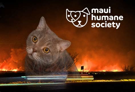 Help The Maui Humane Society Help Pets Lost Or Injured In The Fires