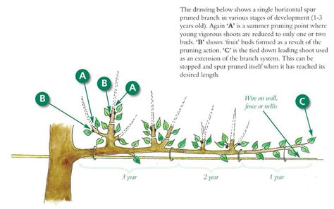 How To Prune Fruit Trees Fruit Trees Prune Fruit Pruning Apple Trees