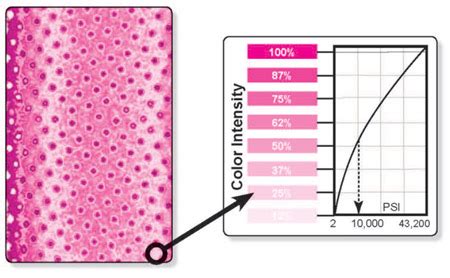 When pressure is applied, tiny microbubbles burst within the film to show the various degrees of pressure, through color density, that corresponds to the pressure and pressure distribution. Nip Impression Paper - Fujifilm Prescale - Surface ...