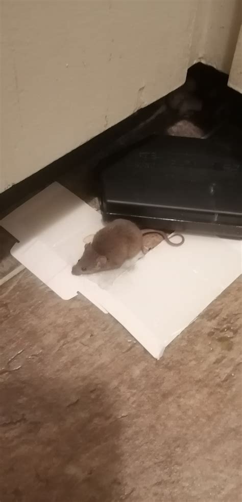 Saskatoon Affordable Housing Resident Says Theres Been A Mouse