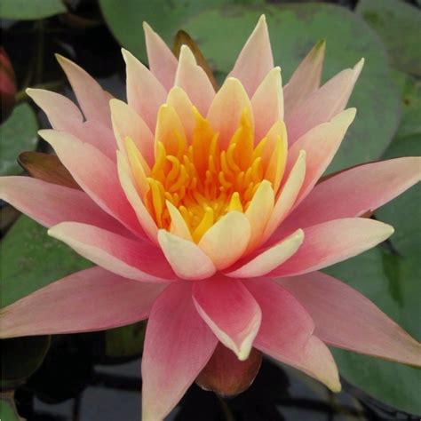 Colorado Hardy Water Lily Premium 4295 Living Ponds