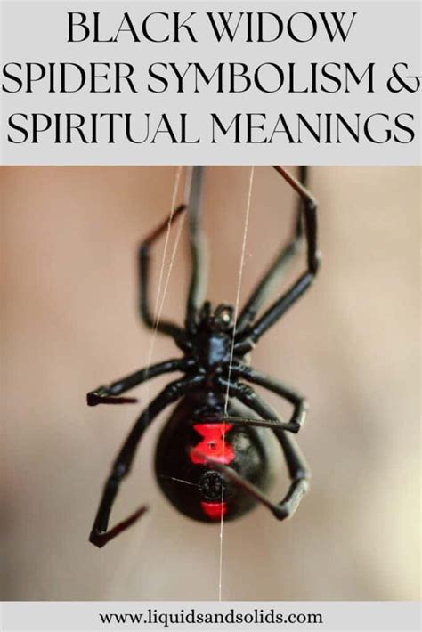 Black Widow Spider Symbolism And Spiritual Meanings