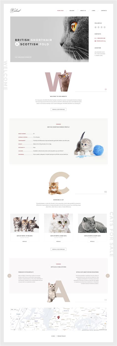 Dribbble Cat Responsive Website Template58574 Original By