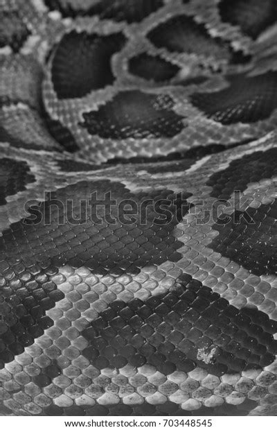 Skin Green Burmese Python Snake Zoo Stock Photo 703448545 Shutterstock