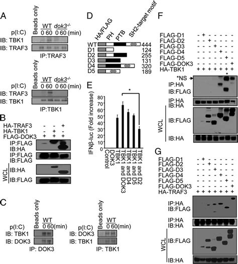 Dok Is Required For Traf Tbk Complex Formation And Binds Traf And
