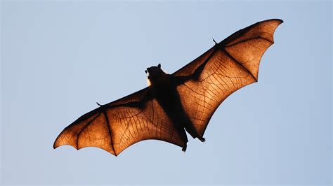 The Giant Crowned Flying Fox Is A Human Size Bat From The Philippines