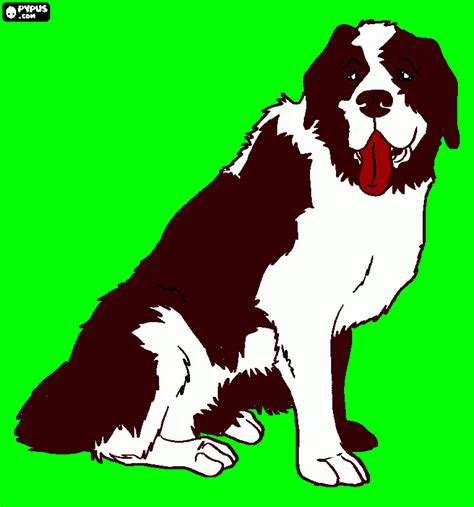 24 Beste Berner Sennenhund Malvorlage | Beste Malvorlagen