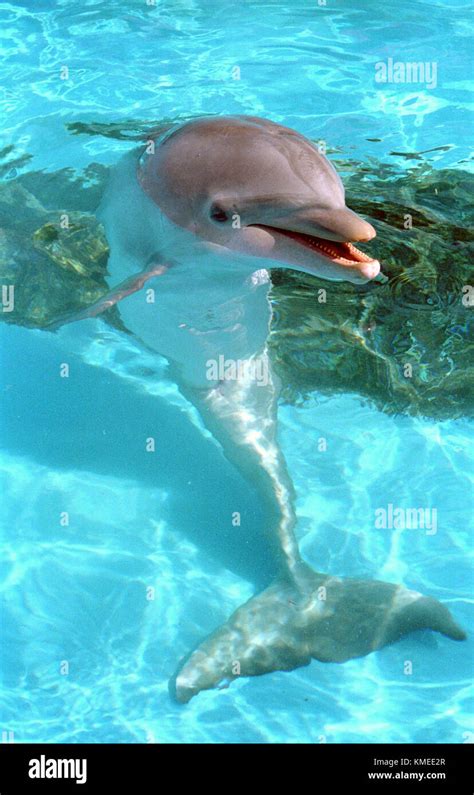 A Dolphin At Sea Life Park In 1992 In Oahu Hawaii Photo By Barry King